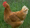 View Poultry