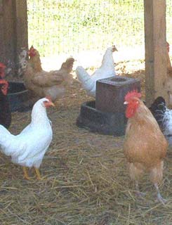 Chickens