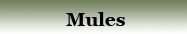 mules