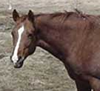 View Other Horses